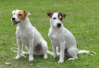 Parson russel terrier - tata s PP