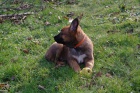 Belgick ovk - Malinois