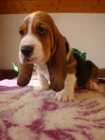 Basset hound, Basset, Baset