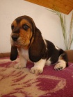 Basset hound, Basset, Baset