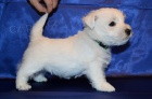 West highland white terrier - westk