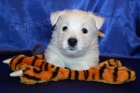 West highland white terrier - westk