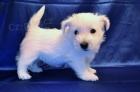 West highland white terrier - westk