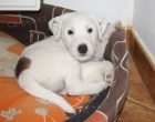 Parson russel terrier - tata s PP