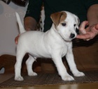 Parson russel terrier - tata s PP