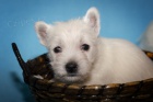 West highland white terrier - westik