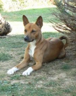 ttka BASENJI