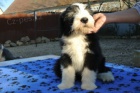 Bearded collie