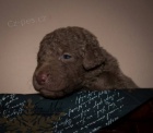 Chesapeake Bay retriever- CHS from Hofion