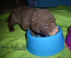 Chesapeake Bay retriever- CHS from Hofion