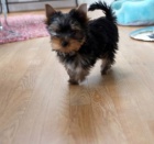 Prodej �t��at Inter�ampiona