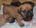 Boerboel tata s PP - pikov rodie