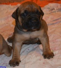 Boerboel tata s PP - pikov rodie