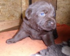 Labradorsk retriever s PP okoldov barva