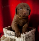 Chesapeake bay retriever