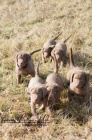 Chesapeake bay retriever