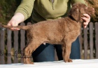 Chesapeake bay retriever