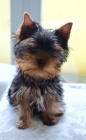 Yorkshire terrier - Kr�sn� a zdrav� �t���tka s PP