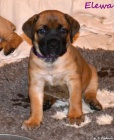 Boerboel tata s PP - pikov rodie