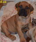 Boerboel tata s PP - pikov rodie