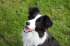 Border kolie/ border collie