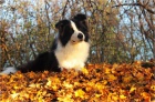 Border kolie/ border collie