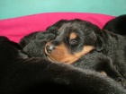 Beauceron ttka s PP