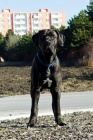Bandog ke kryt