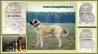 Anatolsk pasteveck pes - Kangal