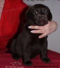 Labrador retriever tmav okoldov s PP