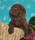 Chesapeake bay retriver tnata s PP