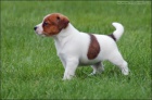 Jack Russell terir