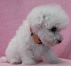 Bionek - bichon fris