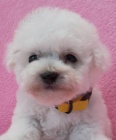 Bionek - bichon fris