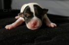 Parson Russel Terrier