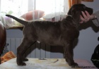 Chesapeake pes a fenka labradora