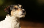 Parson Russel Terrier - tata s PP