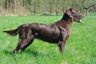 Flat Coated Retriever