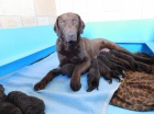 Chesapeake bay retriever