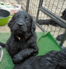 Flat coated retriever s PP