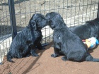 Flat coated retriever s PP