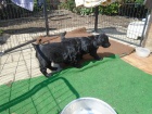 Flat coated retriever s PP