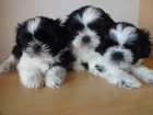 Prodm Shih-tzu