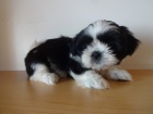 Prodm Shih-tzu