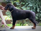 beauceron s PP