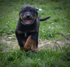 beauceron s PP