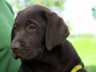 Labrador retriever - okoldov pejsek, tn s PP