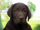 Labrador retriever - okoldov pejsek, tn s PP