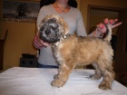 Irish Soft Coated Wheaten Terrier 