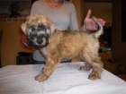 Irish Soft Coated Wheaten Terrier 